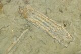 Fossil Crinoid (Platycrinites) - Indiana #269884-4